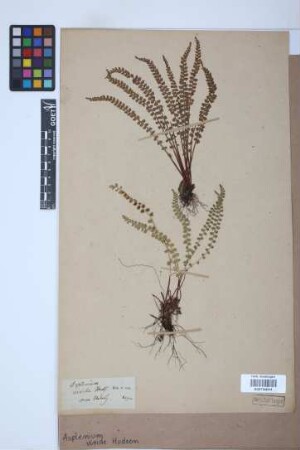 Asplenium viride Huds.