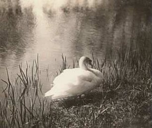 Höckerschwan (Cygnus olor), halbwild; am Ufer