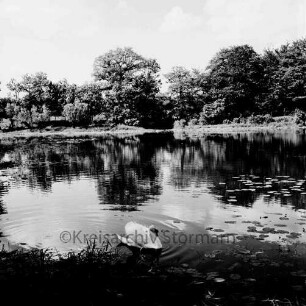 Lasbek-Gut: Lasbeker Mühlenteich mit Schwan und Seerosen: im Hintergrund Bäume