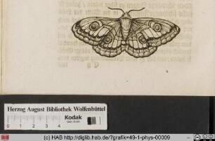 [Schmetterling]