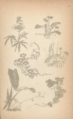 XXI. [Drawings of plants. Hoffksai School]