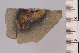 Rüsselkäfer (Curculionidae)