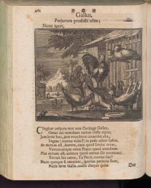Gallus - Der Hahn, oder das Huhn