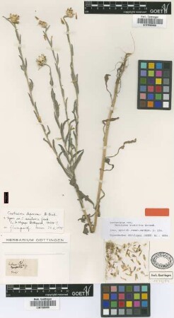 Centaurea anatolica Griseb. [lectotype]