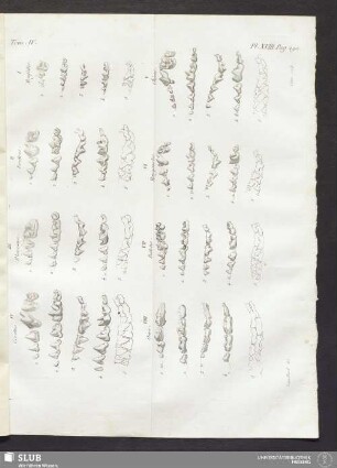 Pl. XVIII. pag. 290