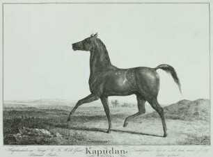 Kapudan-Pascha (Pferd) : Pferd, Radierung, 1821