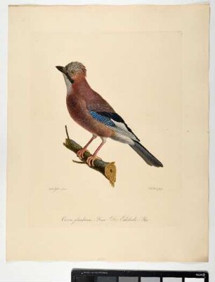 Corvus glanarius. Linn. Der Eichelrabe. Mas. - Eichelhäher. Garrulus glandarius; mas. - Zeichner: Ambrosius Gabler; Stecher: Johann Carl Bock
