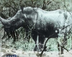 Nashorn : Aufnahme eines Rhinozeros