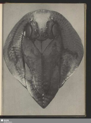 Puppen-Maske des indischen Mondspinners, Actias selene