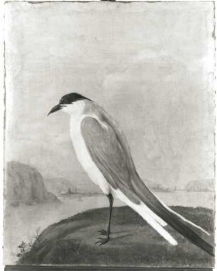 Seeschwalbe (Sterna) : Seeschwalbe (Sterna). Öl auf Leinwand (1655/1663; A. Eckhout). Radebeul, Hoflößnitz, Berg- und Lusthaus, Festsaal (nach der Restaurierung)