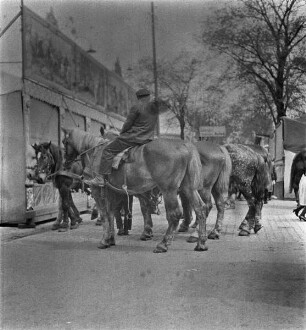 Rostock, Jahrmarkt, Pferde