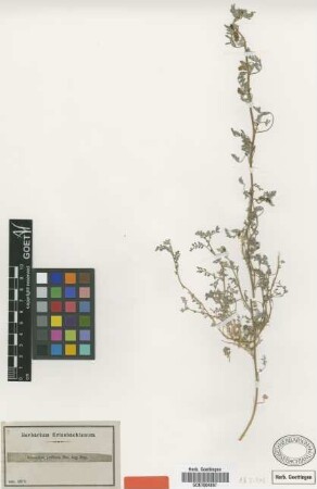 Astragalus prolixus Bunge [type]
