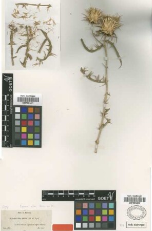 Cynara alba Boiss. ex DC. [type]