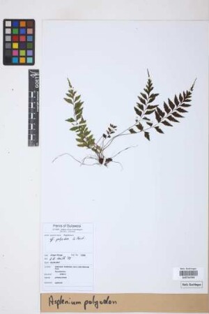 Asplenium polyodon