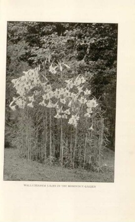 Wallichianum lilies in the residency garden