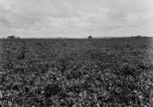 Tafelland : Blick über das Tafelland in Brasilien.