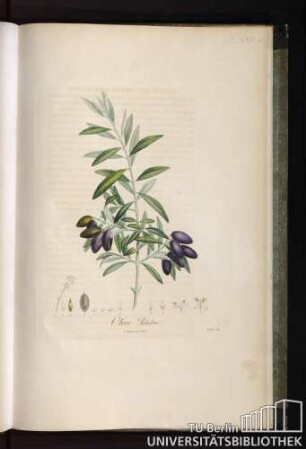 P. LXXV. Olive Picholine.