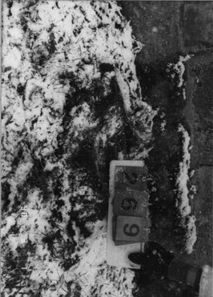 Grabstein 269 (Index: 100115073) Zustand: Fragment Beschreibung: Fragment: Grabstein 269