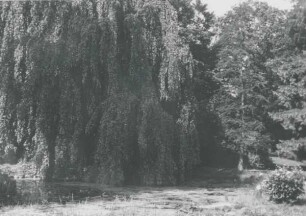 Teich im Palaisgarten. Detmold. Neustadt. Papierabzug