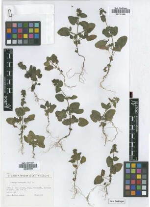 Stachys arvensis (L.) L.