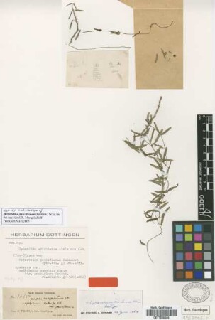 Astephanus cubensis Kunth var. pauciflora Griseb.[syntype]