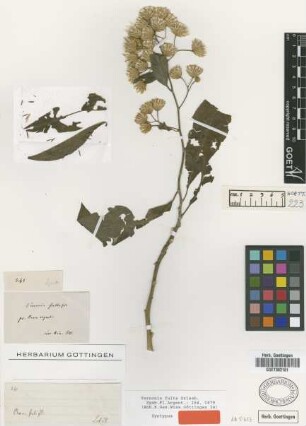 Vernonia fulta Griseb. [syntype]
