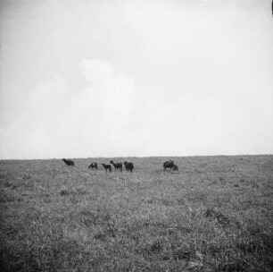 Schafherde : Eine Herde Schafe weidet auf dem Feld.