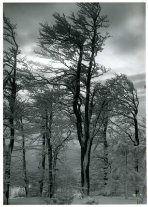Erzgebirge, Buchenwald im Winter