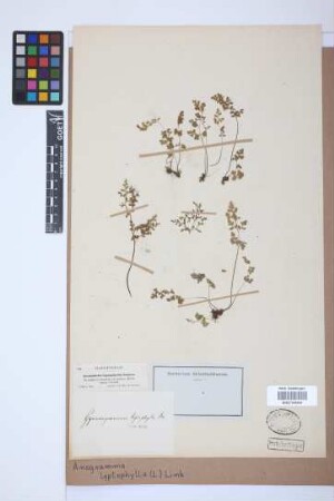 Anogramma leptophylla (L.) Link, 1841