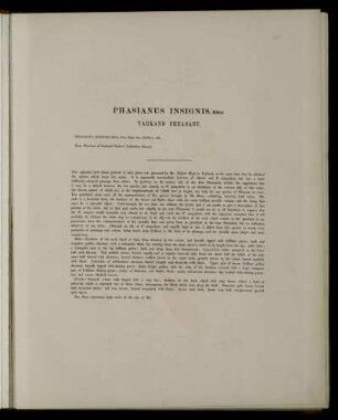 Phasianus insignis