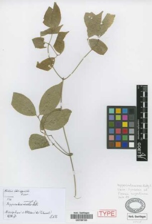 Hippocratea verrucosa Griseb., nom. illeg. [syntype]