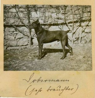 Foto eines Dobermanns der Meldehundestaffel in Wasenweiler