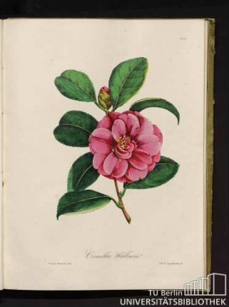 No. 27. Camellia Wallnerii