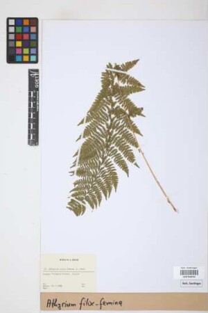 Athyrium filix-femina (L.) Roth
