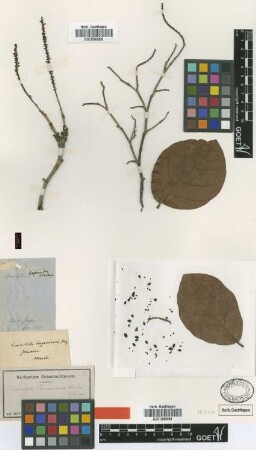 Coccoloba jamaicensis Lindau [type]