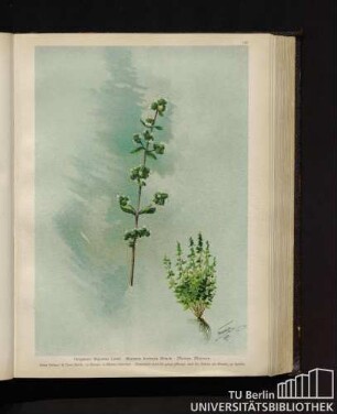 Origanum Majorana Linné. Majorana hortensis Mönch. Mairan, Majoran.
