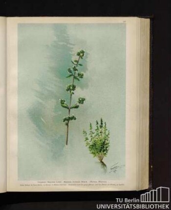 Origanum Majorana Linné. Majorana hortensis Mönch. Mairan, Majoran.
