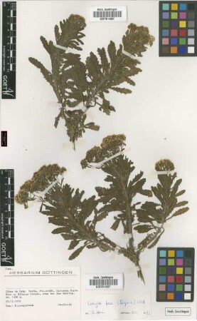Conyza feae (Bég.) Wild