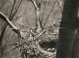 Nebelkrähe (Corvux cornix L.). Nest mit Gelege