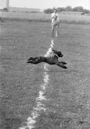 Pudelrennen des badischen Pudelclubs beim Hundesportverein 1910 Durlach e.V.