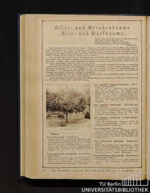 Allee- und Straßenbäume, Zier- und Parkbäume