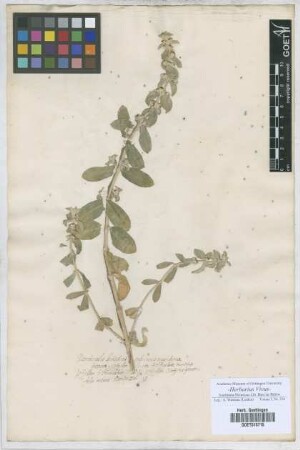 Mercurialis
