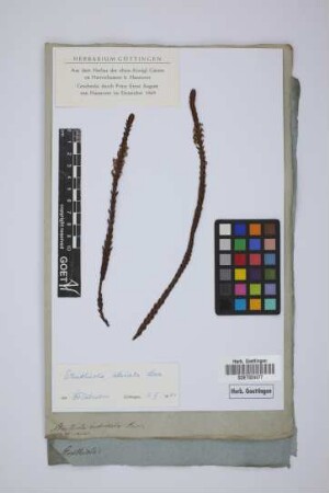 Struthiola imbricata Andr.