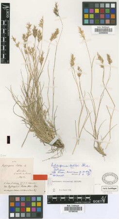 Rytidosperma lechleri Steud. [isotype]