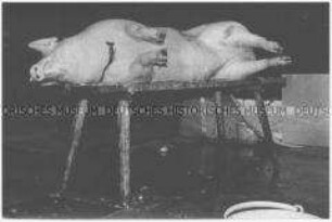 Geschlachtetes Schwein liegt zum Ausbluten auf einem Tisch (Prämiertes Foto Sonderthema: Familienbilder)