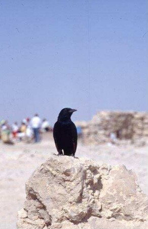 Rabe von Massada [es-sebbe, Israel-Exkursion]