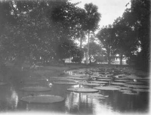 Seerosen : Seerosenblätter auf einem Teich