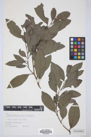 Ocotea foetens (Ait.) Benth. & Hook. f.