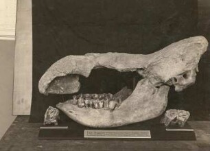 Wollhaariges Nashorn (Rhinoceros antiquitatis) (Diluvium Sachsens). Schädel und Unterkiefer. Dresden: Museum für Mineralogie und Geologie