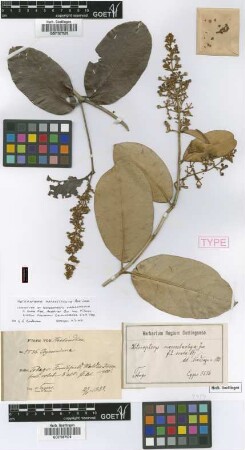 Heteropterys macrostachya A.Juss. f. ovata Nied.
